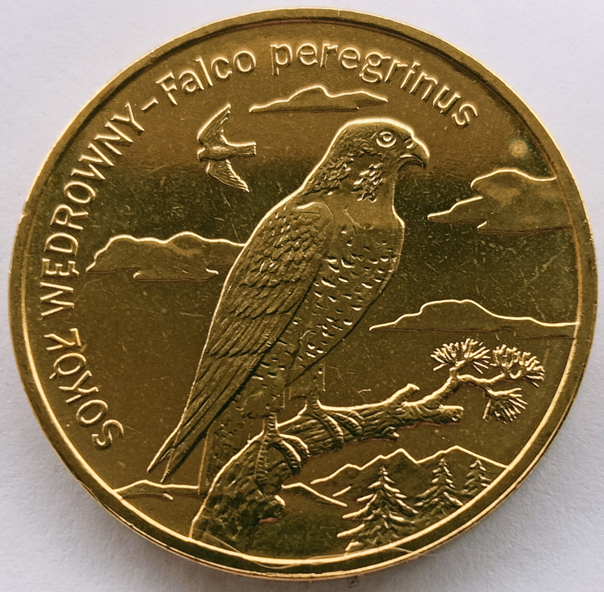2 zł 2008 - Zwierzęta świata: Sokół wędrowny (łac. Falco peregrinus)